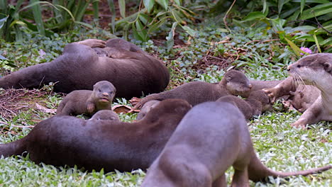 A-Group-Of-Black-Smooth-Coated-Otters-With-Their-Newborn-Pups-On-The-Grass-Grooming---Slow-Motion
