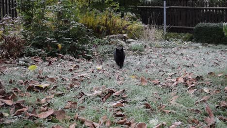 Schwarze-Katze,-Die-Durch-Frostbedecktes-Gras-Geht