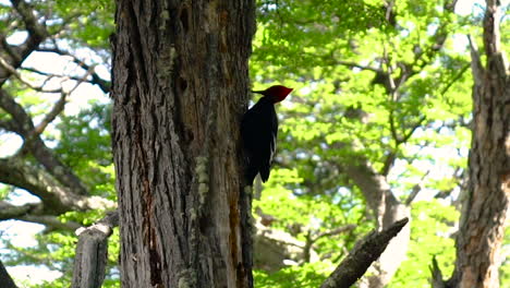 Wild-Red-Magellanic-Woodpecker-Pecking-Tree-Trunk-In-Patagonia,-Slow-Motion