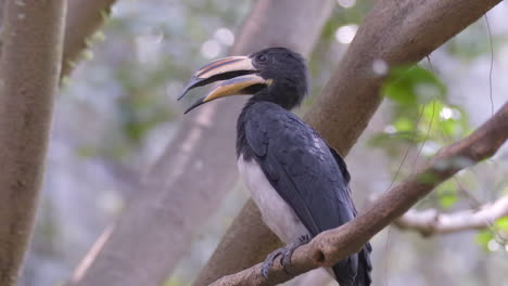 A-Northern-African-Pied-Hornbill-perch-on-tree-branch
