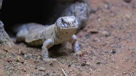 A-Flat-Bodied-Spiny-Tailed-Lizard-Coming-Out-Of-It's-Den---Close-Up-Shot