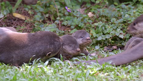 Newborn-Smooth-Coated-Otter-Pup-With-A-Defect-On-His-Right-Eye-Playing-In-The-Grass-With-Siblings-And-Adults---Slow-Motion