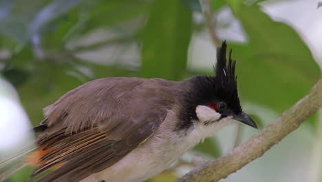 A-Red-Whiskered-Bulbul-perch-on-a-tree-branch-and-is-grooming-itself,-close-shot,-blurred-background,-slow-mo-clip