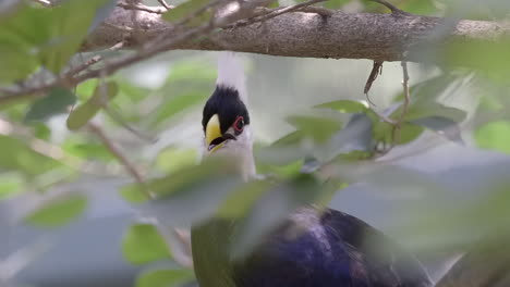 A-White-crested-Turaco-perches-on-a-tree-branch,-green-leaves-in-foreground