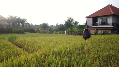 A-young-man-walks-in-the-rice-fields-of-Ubud,-Bali-on-a-sunny-morning