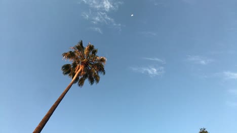 Palm-Tree-From-Below-While-Being-Lit-by-the-Sun-at-Golden-Hour-with-a-Blue-Sky,-Little-Clouds-Moving-and-the-Moon-in-the-Background