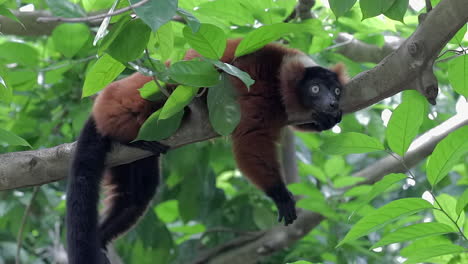 Endangered-Red-ruffed-Lemur-lying-flat-on-tree-branch