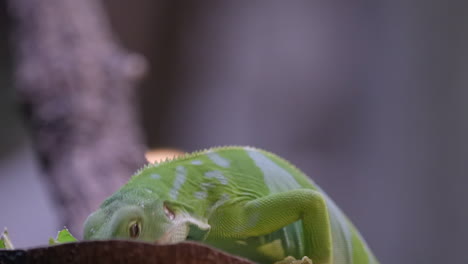 A-Beautiful-Green-Fuji-Banded-Iguana-Feeding---Close-Up-Shot