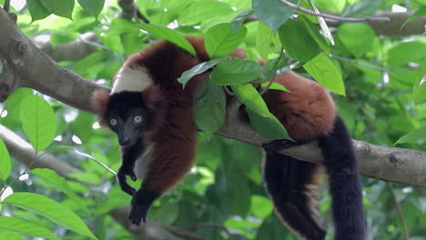 Endangered-Red-ruffed-Lemur-lying-on-tree-branch