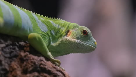 A-Beautiful-Green-Fuji-Banded-Iguana-Resting-On-Wood---Close-Up-Shot