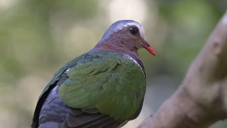 Close-shot-of-a-Grey-Capped-Emerald-Dove-,-blurred-background
