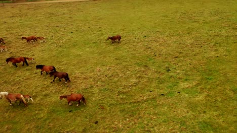 Birds-eye-view-of-horses-grazing-on-pasture,-drone-top-down-view-of-horse-herd-on-meadow-1