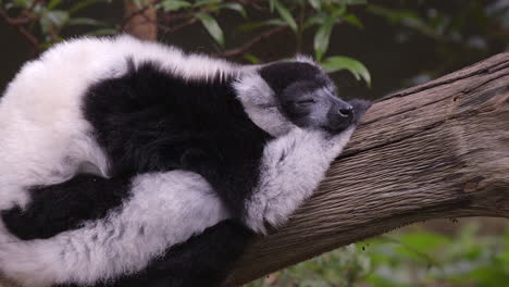 An-Adorable-Sleepy-Black-And-White-Ruffed-Lemur-On-A-Tree-Branch---Close-Up-Shot