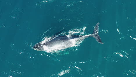 Single-Humpback-Whale-Swimming-And-Spouting-In-Open-Ocean,-Aerial-Top-Down-1