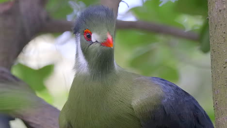 Close-shot-of-a-White-Cheeked-Turaco-that-is-yawning-in-front-of-the-camera,-great-colors,-blurred-background