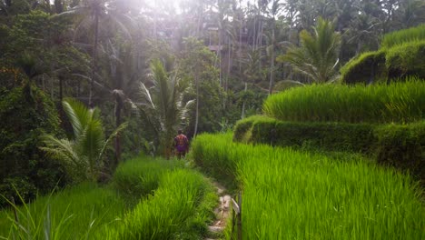 Man-walks-in-Tegalalang-Rice-Terraces-during-golden-hour-in-Ubud,-Bali,-Indonesia-2