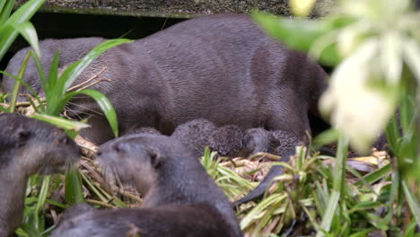 A-Smooth-Coated-Otter-Mother-With-Her-Pups-By-The-Entrance-Of-Their-Holt---Slow-Motion