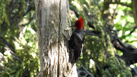Pájaro-Carpintero-De-Magallanes-Rojo-Salvaje-Trepando-Y-Picoteando-Tronco-De-árbol,-Patagonia-1