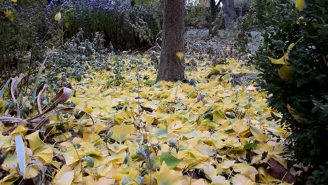 Yellow-colored-Ginkgo-leaves-falling-to-ground