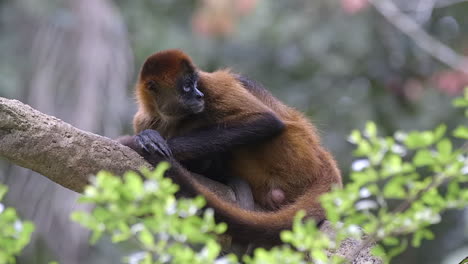 A-Beautiful-Black-Handed-Spider-Monkey-Relaxing-High-Up-On-A-Tree-Branch-But-Alert---Close-Up-Shot