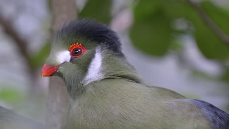 Super-close-shot-of-the-head-of-a-White-cheeked-Turaco-,-blurred-background
