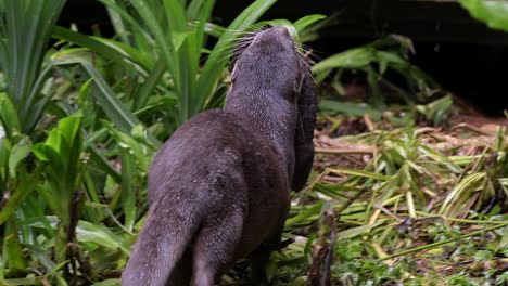 An-Adult-Smooth-Coated-Otter-Mother-Lifting-Her-Pup-From-The-Green-Grass-And-Bringing-Him-To-Their-Holt---Slow-Motion