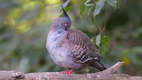 A-Crested-Pigeon-is-grooming-itself-on-a-tree-branch,-up-and-fixed-shot,-blurred-background