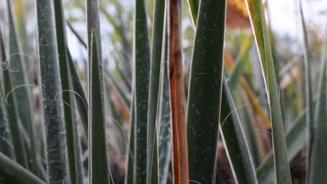 Close-up-of-ice-crystals-on-plant-leaves