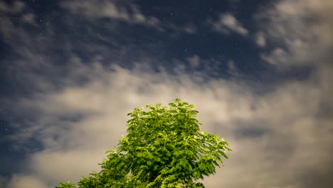 Nachtzeitraffer-Eines-Baumes-Mit-Wolken-Und-Sternen,-Die-Sich-Im-Hintergrund-Bewegen