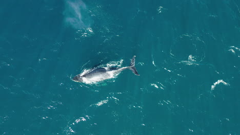 Single-Humpback-Whale-Swimming-And-Spouting-In-Open-Ocean,-Aerial-Top-Down