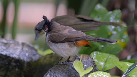 A-Red-Whiskered-Bulbul--is-drying-its-feathers