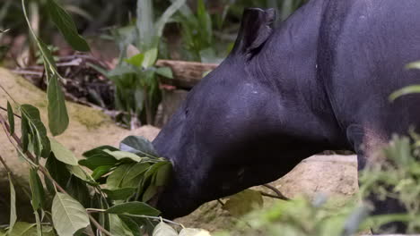 Tapir-Malasio-Negro-Alimentándose-De-Hojas-De-La-Vida-Vegetal-En-El-Bosque---Cerrar