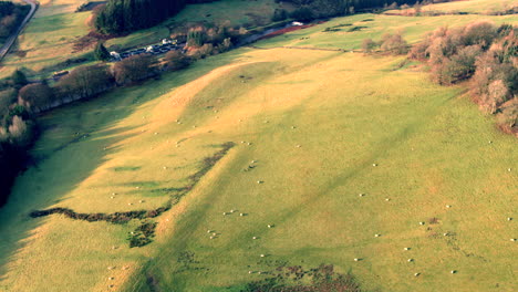Ovejas-Pastando-En-Una-Colina-En-Las-Tierras-Altas-De-Escocia-En-Un-Día-De-Otoño