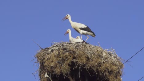 Close-up-shot-of-three-storks-standing-in-a-nest-between-wires-with-blue-sky-background
