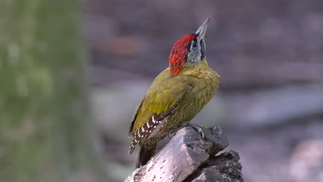 Close-shot-of-a-laced-woodpecker-that-perch-on-a-tree-log-and-look-around-itself