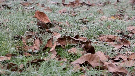 Blätter-Fallen-Auf-Den-Frostbedeckten-Rasen.-Zeitlupe.-Nahansicht