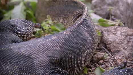 A-view-of-a-large-Malaysian-water-Monitor-Lizard's-back-legs-and-tail---Close-up