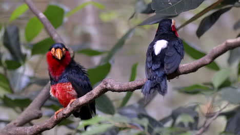 A-beautiful-pair-of-Bearded-Barbet-birds-perched-on-a-tree-branch-together,-relaxing,-one-calling---Close-up