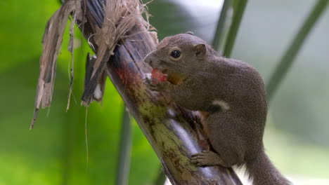 A-cute-Plantain-Squirrel-holding-and-eating-fruit-on-a-tree-branch---Close-up,-side-view