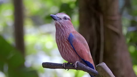 Un-Hermoso-Pájaro-Rodillo-Púrpura-Posado-En-Una-Rama-De-árbol-En-Su-Hábitat-Natural---Cerrar