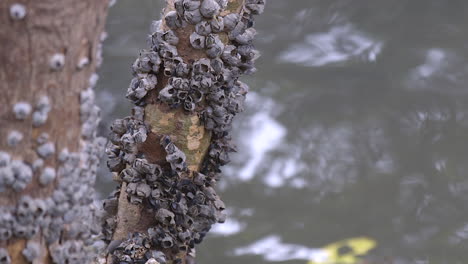 Trees-by-a-river-filled-with-barnacles---Close-up