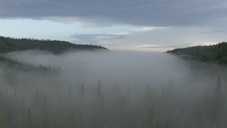 Fliegen-über-Grünem-Wald-Auf-Dem-Berg,-Nebel,-Der-Durch-Die-Bäume-Ins-Tal-Fließt