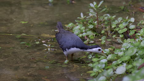 A-beautiful-white-breasted-Waterhen-walking-slowly-in-a-pond-searching-for-food---Close-up