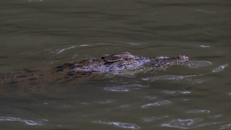 A-quiet-juvenile-Estuarine-crocodile-with-it's-head-peeking-out-of-the-water---Slow-motion