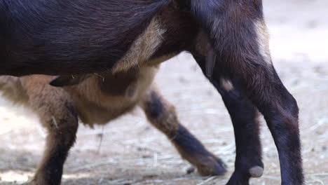 A-baby-goat-drinking-milk-from-it's-mother---Close-up-slowmo