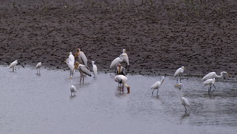Flocks-of-Storks-and-Egrets-relaxing-and-resting-along-a-muddy-riverbank---Wide-shot