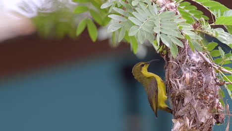 A-small,-beautiful-Sunbird-flying-into-it's-nest-hanging-from-a-tree-branch---Close-up