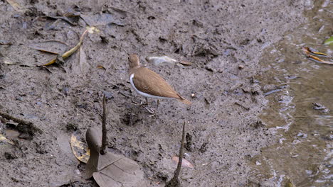 A-small,-adorable-Sandpiper-bird-bouncing-his-tail-and-lifting-one-of-it's-leg-on-the-muddy-riverbank---Close-up