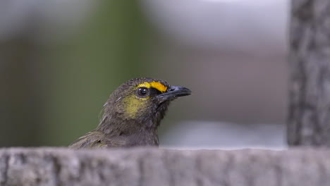 A-juvenile-Straw-Headed-Bulbul-peeking-out-of-a-tree-trunk-and-flying-away---Slow-motion