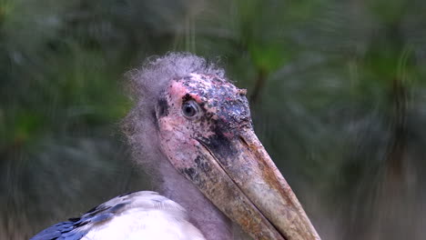 The-look-of-a-Marabou-Stork-head-and-beak---Close-up